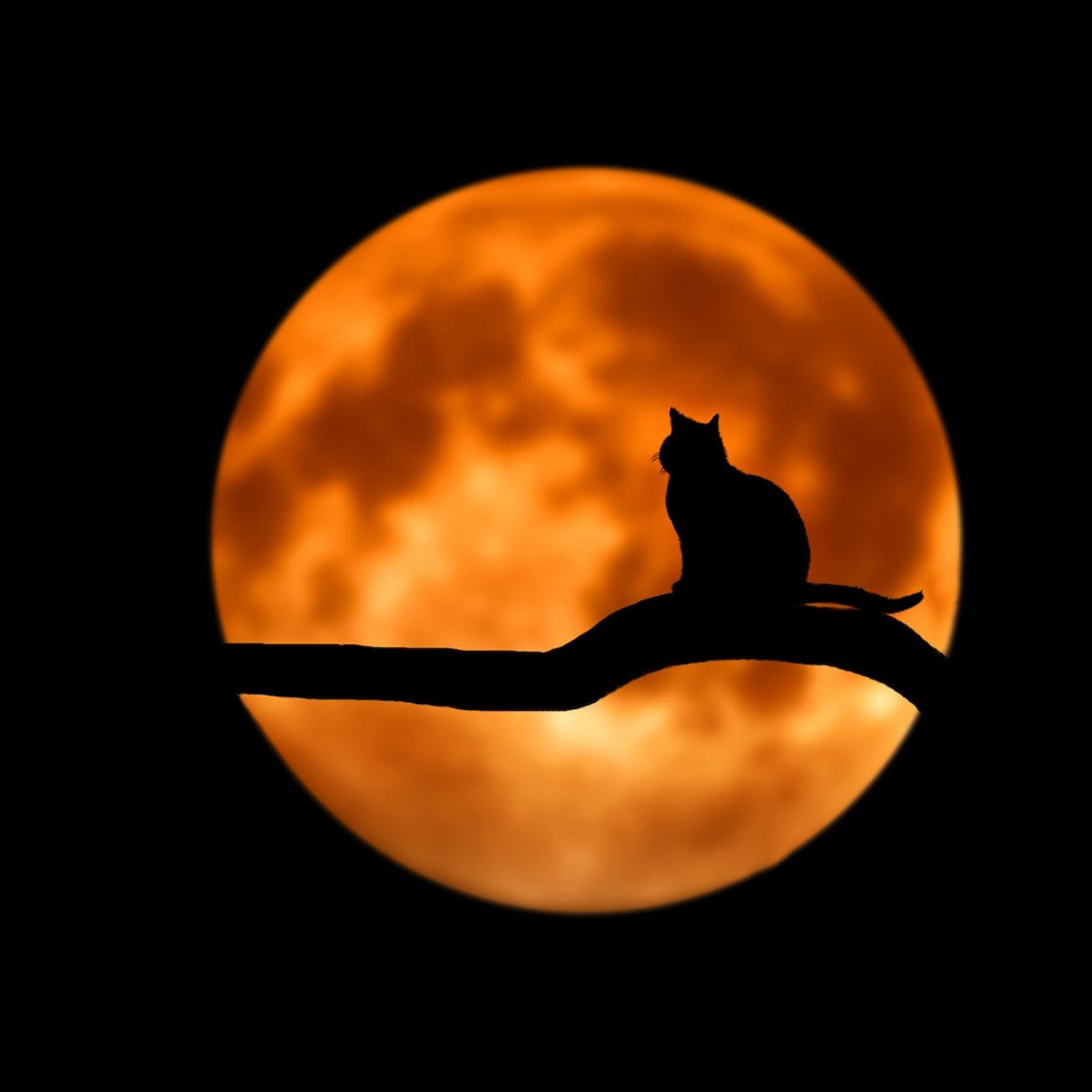 Fall into my verse By. T.T Tower